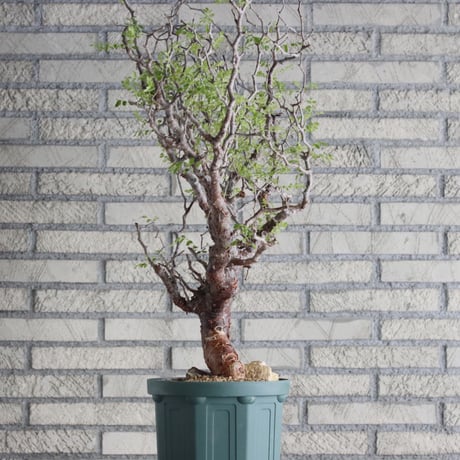 Commiphora monstrosa (6.5号鉢)  no.705/87