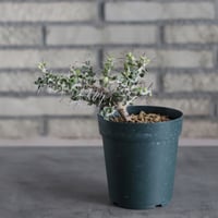 Alluaudia comosa (4号)  no.719/148
