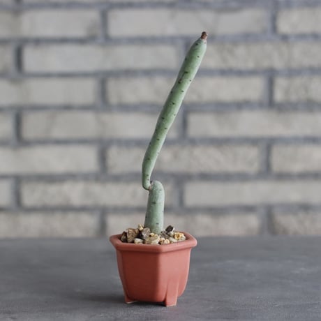 Euphorbia alluaudii × nos pot (2.5号) no.1004/134