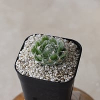 【tres】Haworthia semiviva (3号)  no.816/14