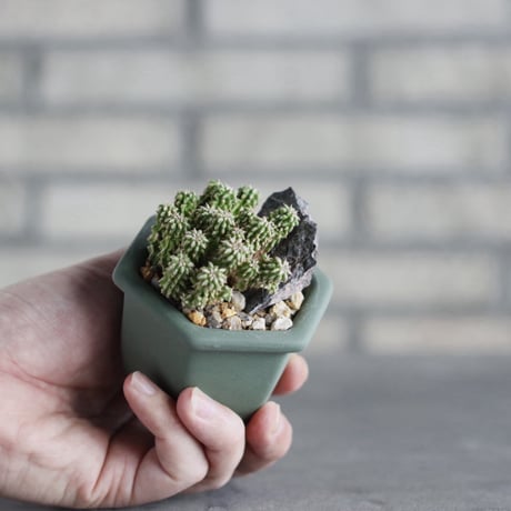 Euphorbia sepultap × nos pot (2.5号)  no.1004/141