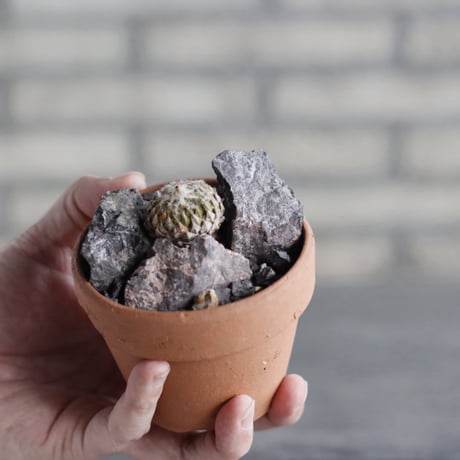 Pelecyphora strobiliformis (銀牡丹) × YAMABACHI (3号)  no.1004/132