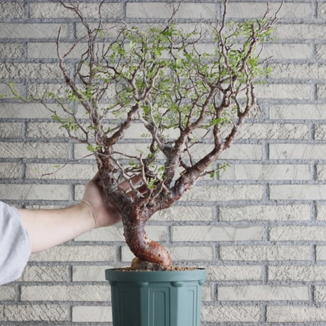 Commiphora monstrosa (6.5号鉢)  no.705/87