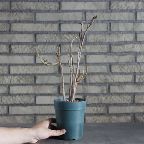 Euphorbia platyclada (4号)  no.719/138