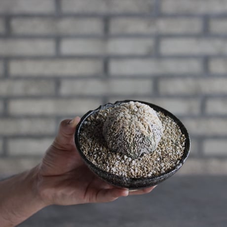 【TAKATAKA】Astrophytum asterias (花園兜) × 安西岳郎 / 中川智治 (4.5号)  no.823/8