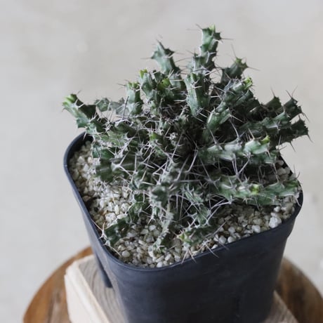 【tres】Euphorbia marsabitensis (3.5号)  no.816/32