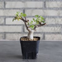 Bursera hindsiana (3号鉢)  no.705/95