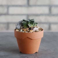Haworthia bayeri × YAMABACHI (3号)  no.913/83
