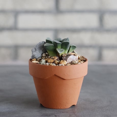 Haworthia bayeri × YAMABACHI (3号)  no.913/83