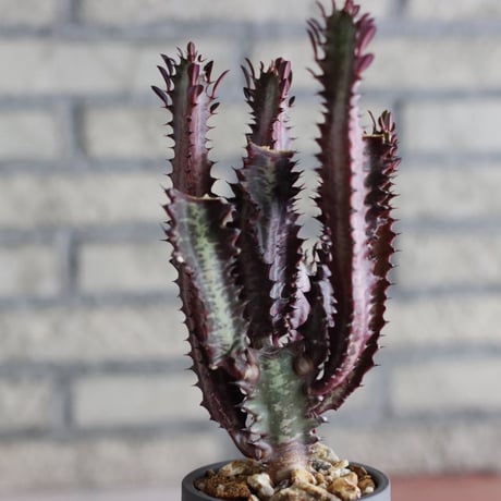 Euphorbia enopla (紅彩閣) × N/OH (3.5号)  no.920/12