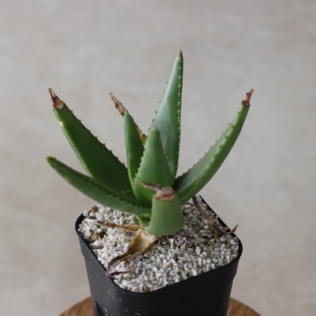 【tres】Aloe cipolinicola (3号)  no.816/47