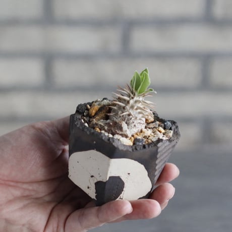 { Pachypodium eburneum×大黒 }×makayense × N/OH (3号)   no.1004/108