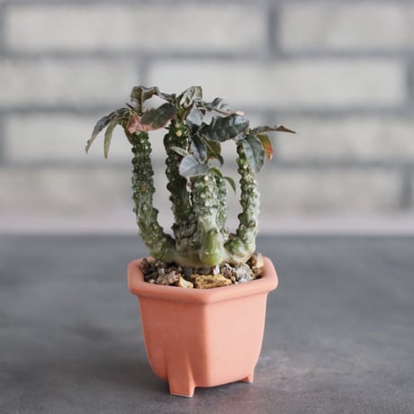 Dorstenia foetida × nos pot (2号)  no.712/35