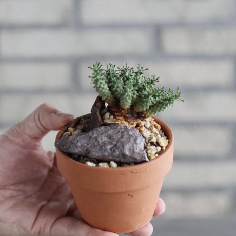 Euphorbia clavarioides × YAMABACHI (3号) no.1004/123