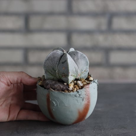 Astrophytum strongylogonum × takero pot (3.5号)  no.920/34