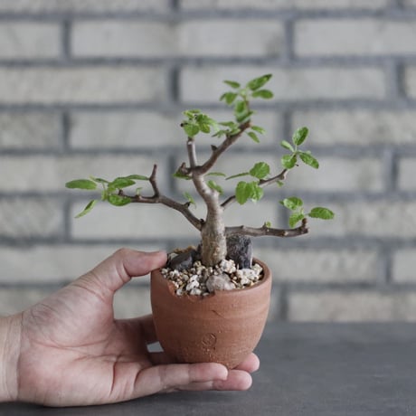 Bursera hindsiana × N/OH(2.5号)  no.906/11