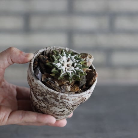 Ariocarpus kotschoubeyanus (黒牡丹) × takero pot (3号)  no.920/41