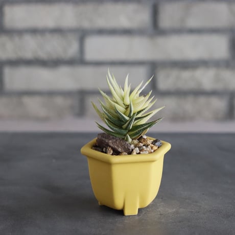 Haworthia 鼓笛錦 × nos pot (2号)   no.712/39