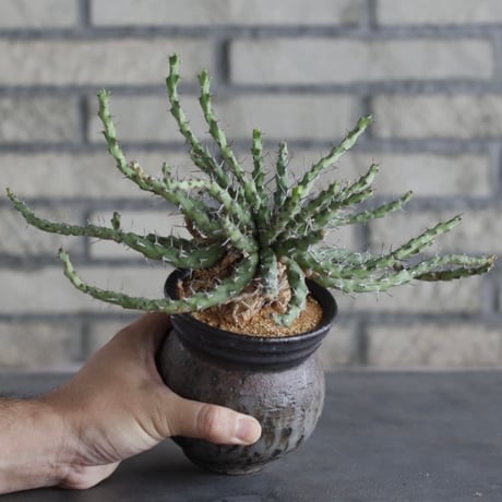 【The One】Euphorbia actinoclada × 中川智治 / ASHFIELD LABORATORY (3.5号)  no.823/7