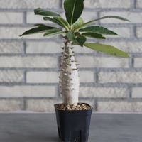 Pachypodium baronii (3号鉢)  no.705/107
