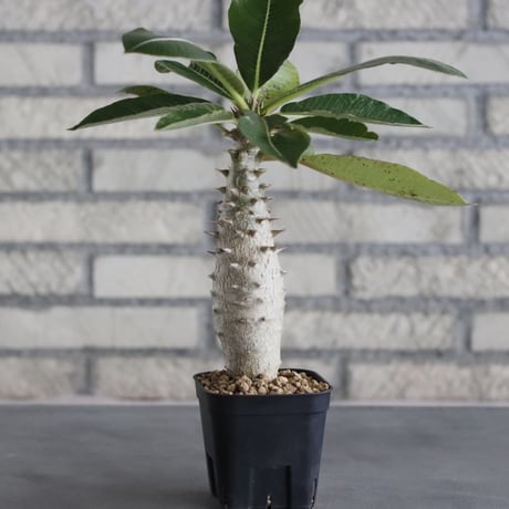 Pachypodium baronii (3号鉢)  no.705/107