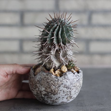Euphorbia horrida × takero pot (3.5号)  no.920/33