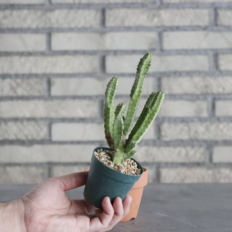 Euphorbia pseudoca ctus ver. 'lyttoniana' (2.5号) ＋YAMABACHI  no.830/16
