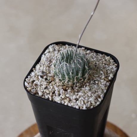 【tres】Haworthia  'odetteaé' (3号)  no.816/18