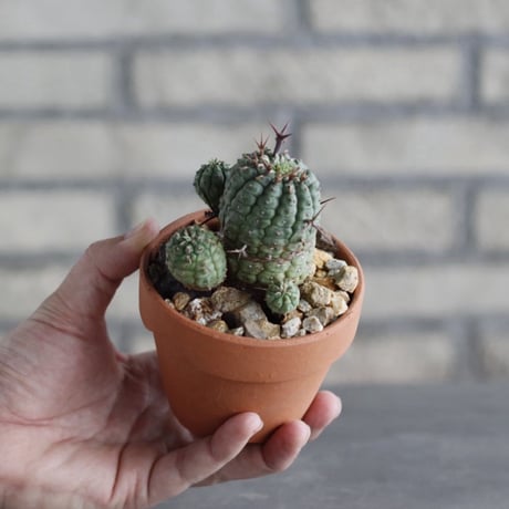 Euphorbia stellispina (群星冠) × YAMABACHI (3号) no.1004/124