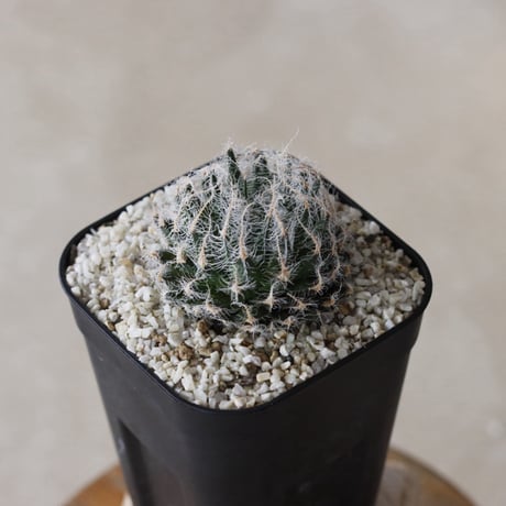 【tres】Haworthia arachnoidea var. setata 'candidá' (3号)  no.816/16