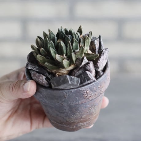 Ariocarpus 竜角牡丹 × YAMABACHI var. takero pot (3号)  no.1004/102