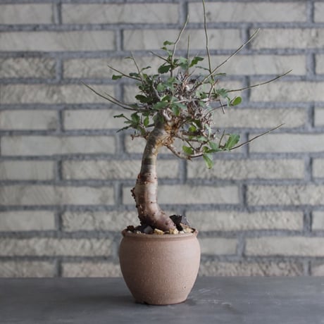 Commiphora wightii × N/OH (3.5号)  no.920/7
