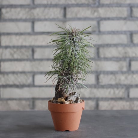Didierea madagascariensis × YAMABACHI (3号)  no.906/33