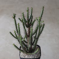 【tres】Euphorbia rubromarginata (4号)  no.816/43