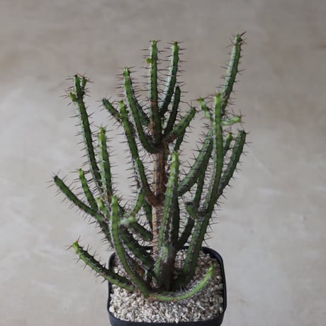 【tres】Euphorbia rubromarginata (4号)  no.816/43