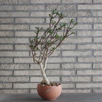 Euphorbia tardieuana × N/OH(5号)  no.906/2