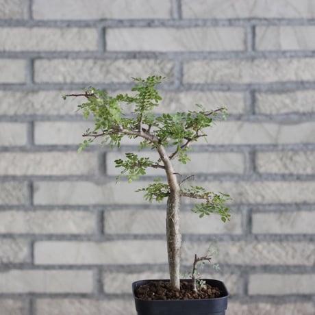 Bursera aptera (4号)  no.830/48
