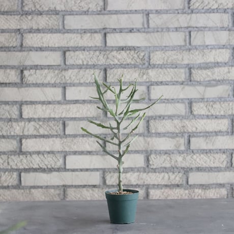 Euphorbia arahaka (2.5号) ＋YAMABACHI  no.830/5