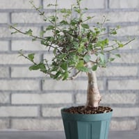Commiphora wightii (4.5号)   no.830/47