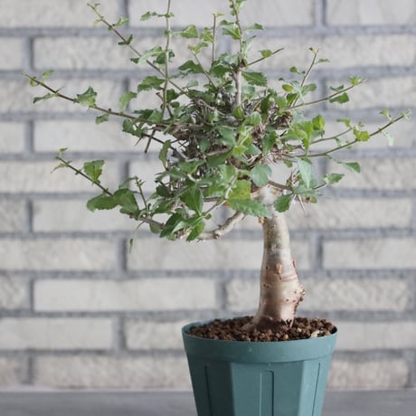 Commiphora wightii (4.5号)   no.830/47