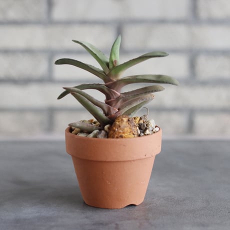 Gasteria rawlinsoni × YAMABACHI (3号)  no.913/87