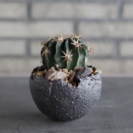Ferocactus latispinus (日出丸) × takero pot (3.5号)  no.920/39