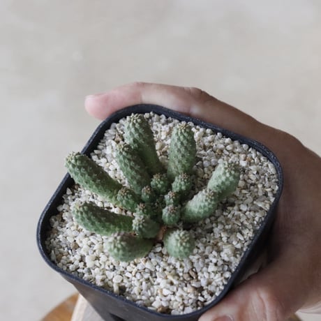 【tres】Euphorbia esculenta (3.5号)  no.816/27