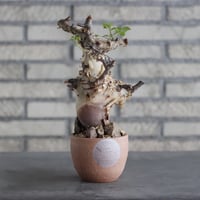 Commiphora kataf ver.turkanensis × N/OH(3号)  no.906/5
