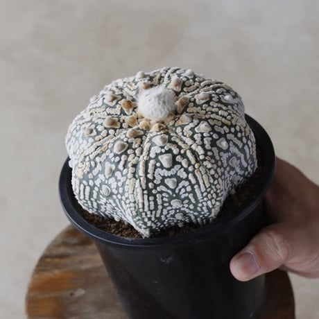 【TAKATAKA】スーパー兜 (4号)  no.816/57