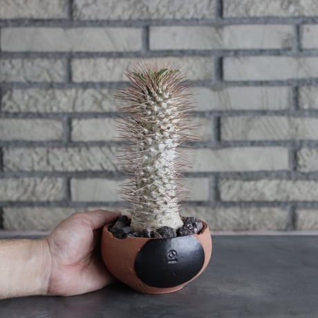 Pachypodium namaquanum × N/OH (4号)  no.712/8
