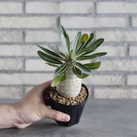 Pachypodium cactipes (3号鉢)  no.705/117