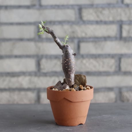 Bursera copallifera × YAMABACHI (3号)  no.1004/120