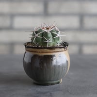 【TAKATAKA】Gymnocalycium hybopleurum v. ferocior × 安西岳郎 / 中川智治 (3号)  no.823/39