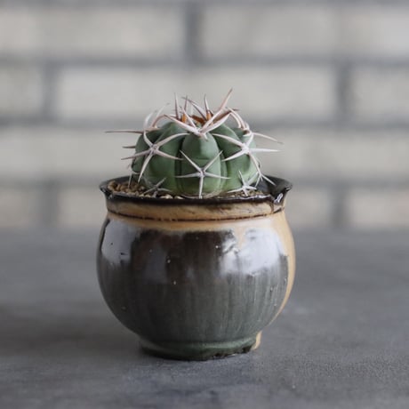【TAKATAKA】Gymnocalycium hybopleurum v. ferocior × 安西岳郎 / 中川智治 (3号)  no.823/39